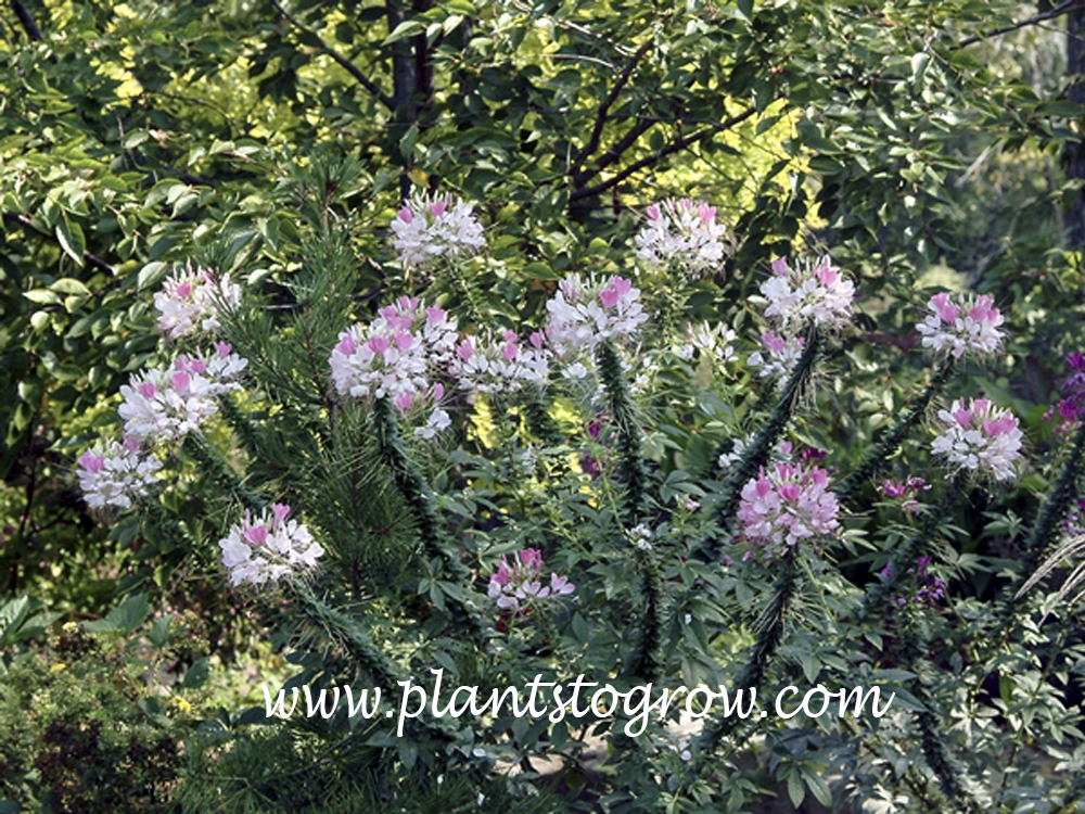 Spider Flower (Cleome hassleriana)